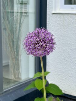 Blühender Zierlauch im Garten des Storchennests auf Norderney