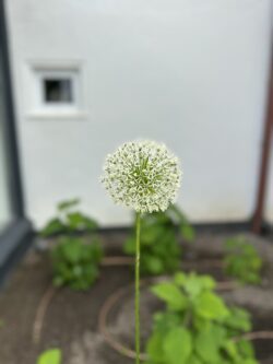 Weißer Zierlauch im Garten des Storchennests