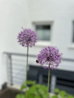 Sommerblüten im Garten der Ferienwohnungen auf Norderney